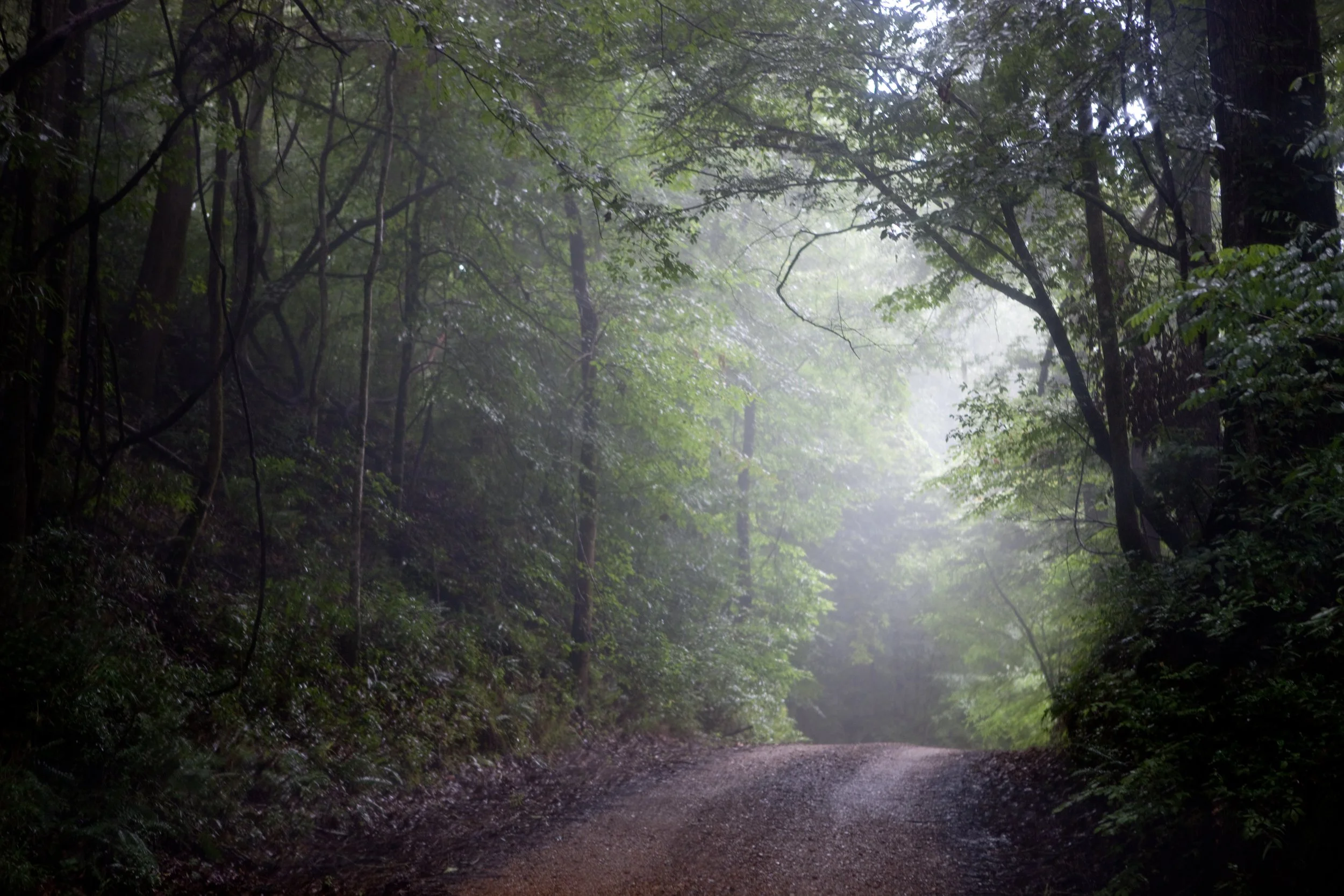 Feliciana (9 of 19).jpg