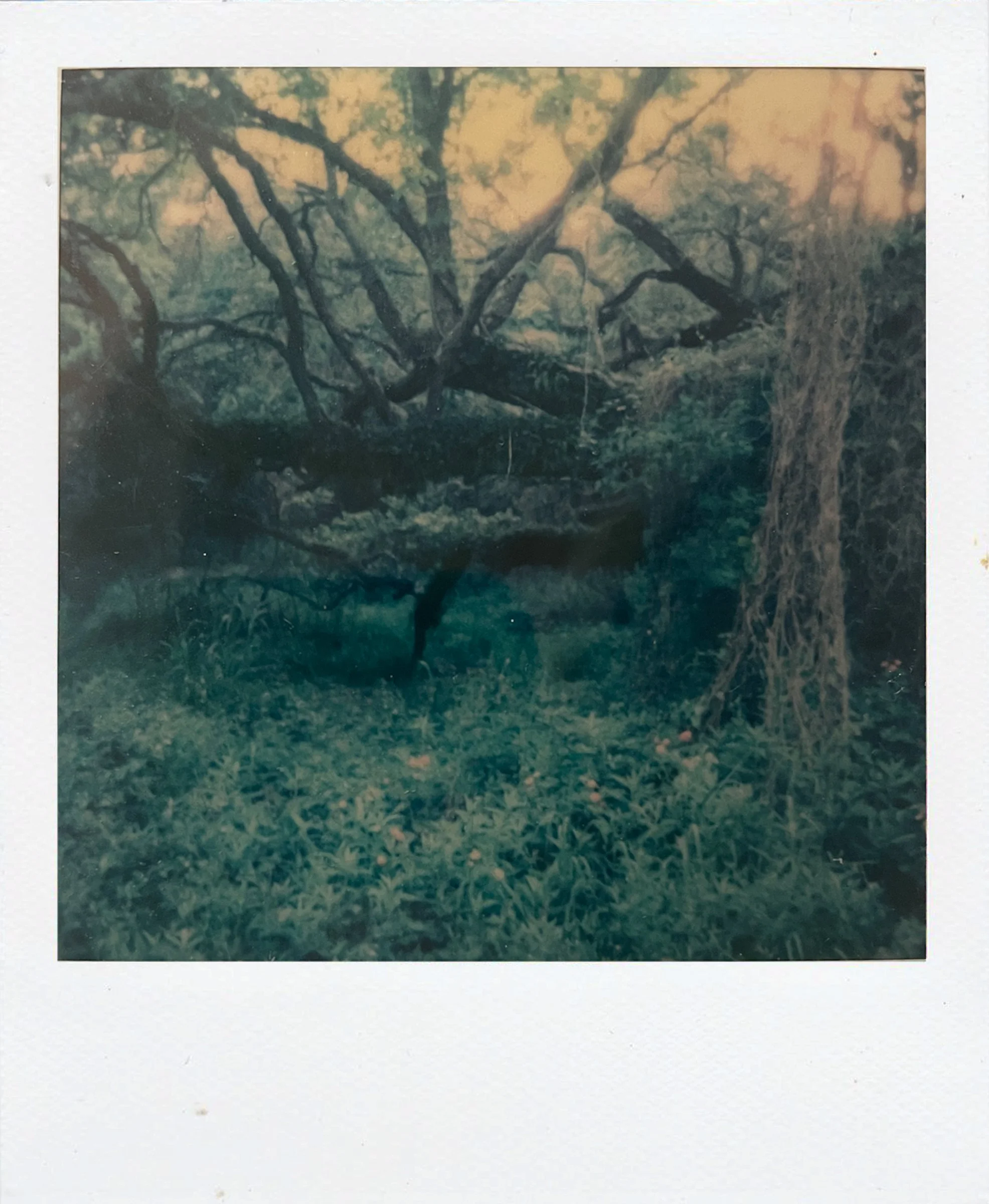 Polaroids-1.jpg