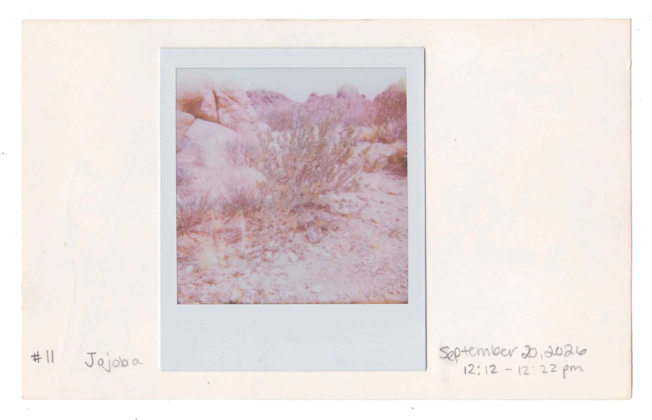 11_JojobaPhoto.jpg