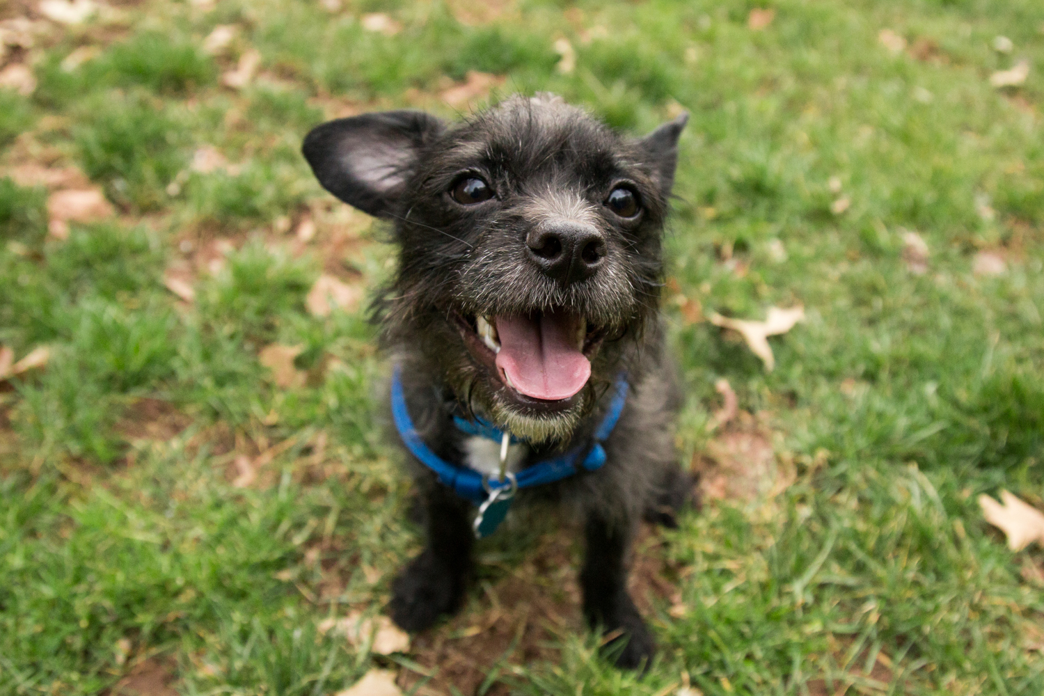 Smiling rescue dog