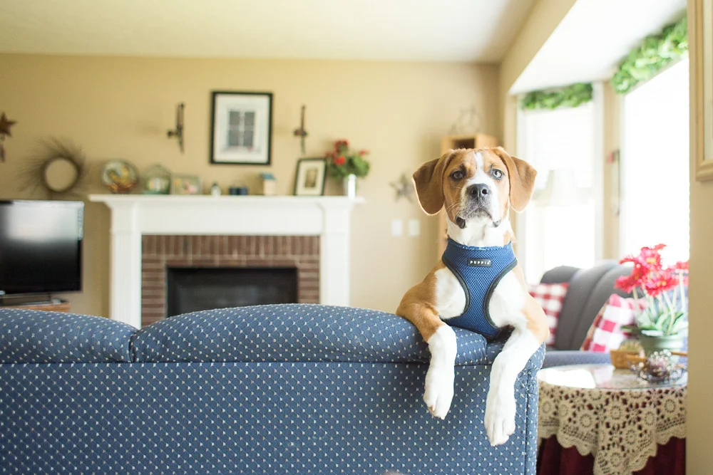 Pet-Photographer-Rochester-NY-3.jpg