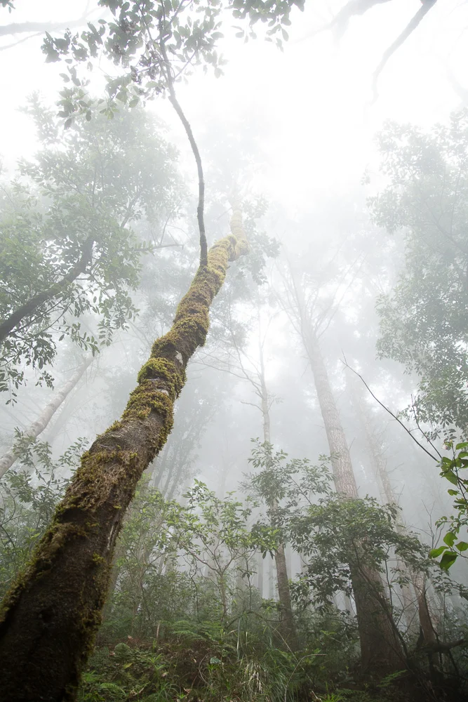 Hiking in Ribeiro Frio | Best Things to Do in Madeira