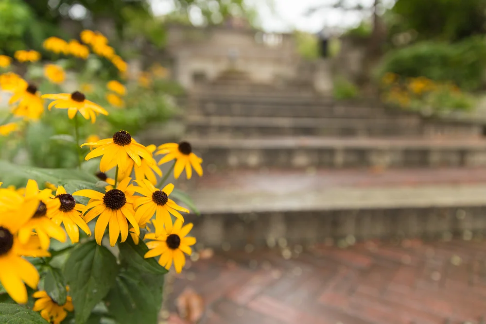 Spanish Steps | Washington, DC