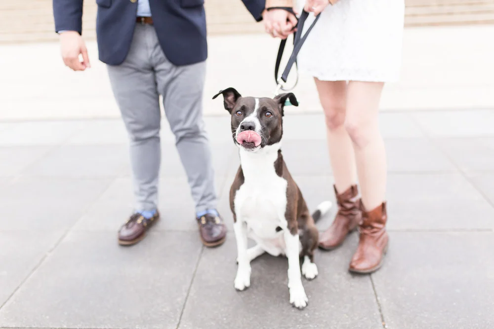 Engagement photos with dog | DC Dog Photographer | Megan Rei Photography