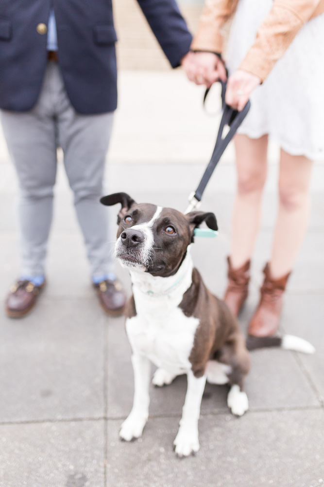 Cute dog during DC engagement session | Washington DC Dog Photographer