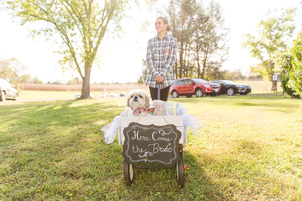Wedding dog in his wagon