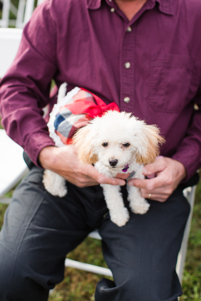 Cute dog as a wedding guest at Mountain Run Winery