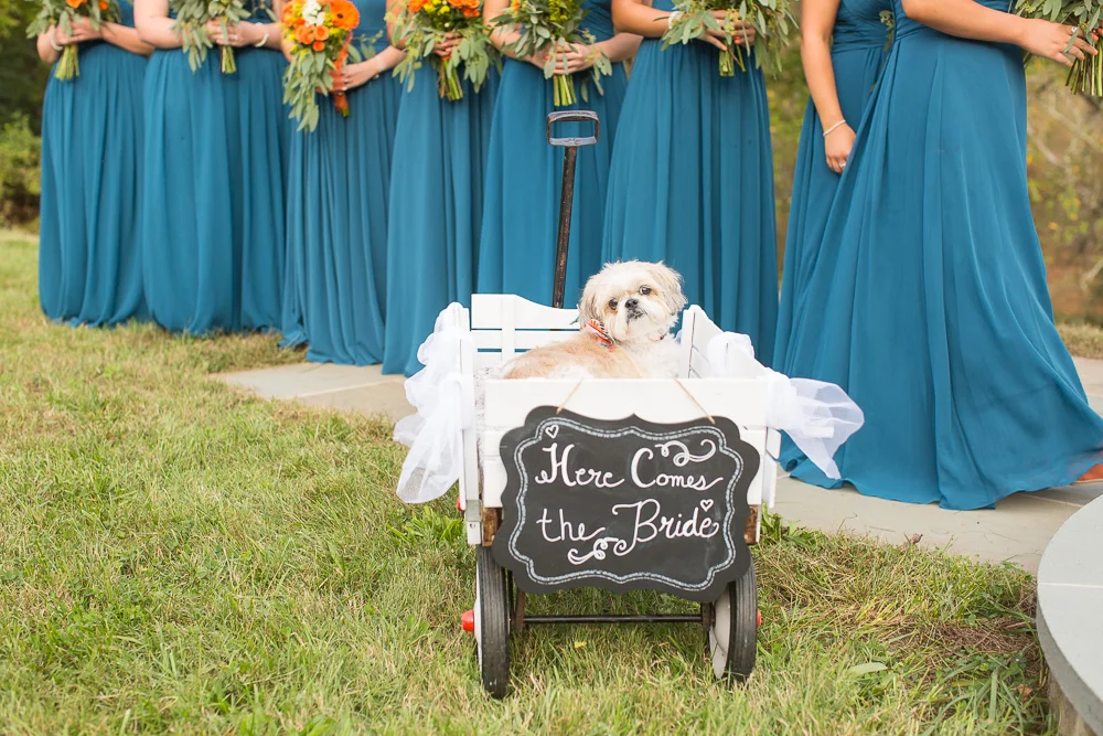 Wedding dog, Cody, watching the bride walk down the aisle | Culpeper Wedding Photos