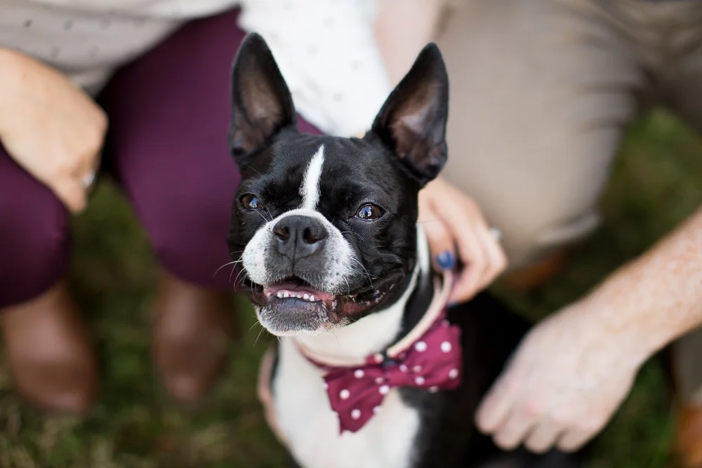 Smiling Boston Terrier | Engagement Dog Photographer in Bealeton, Virginia | Megan Rei Photography