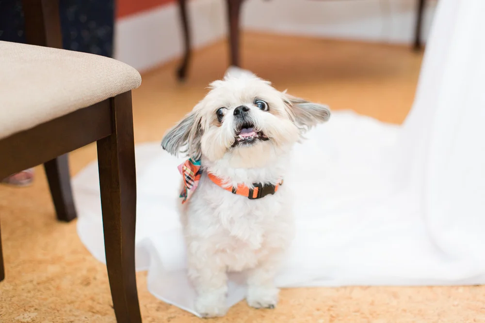 Wedding dog getting ready for the wedding day in Culpeper, Virginia | Culpeper Pet Photographer