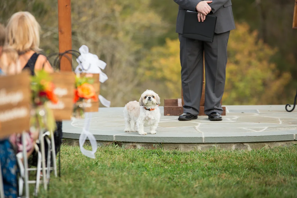 Cute dog standing at the alter after the wedding | Wedding Dog Photographer in Northern Virginia