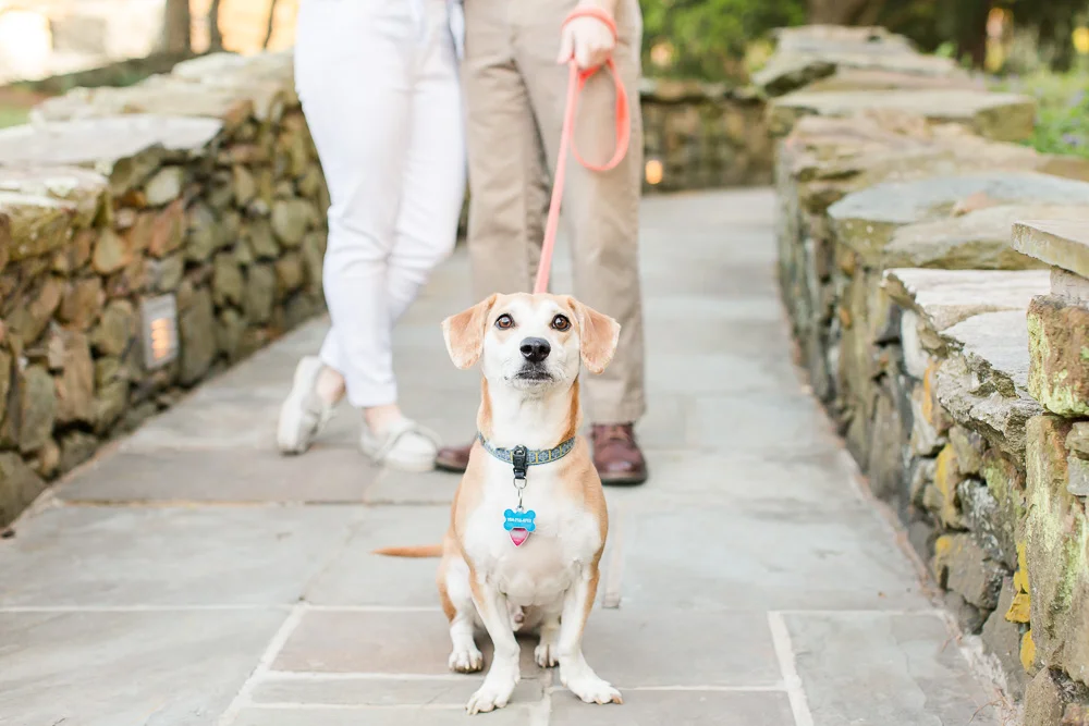 Cute dog sitting patiently and waiting for treats during an engagement photo shoot | Warrenton, Virginia Engagement Photographer