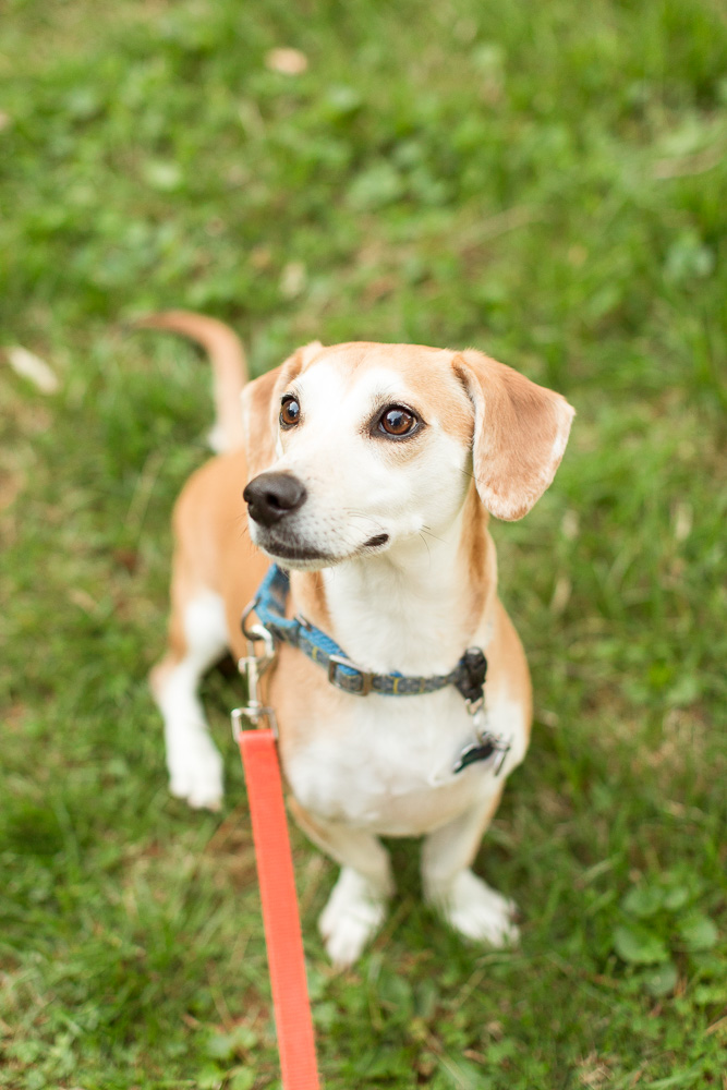 Ollie, the beagle/dachshund mix, during his photo shoot | Dog of Honor | Wedding Dog Photography