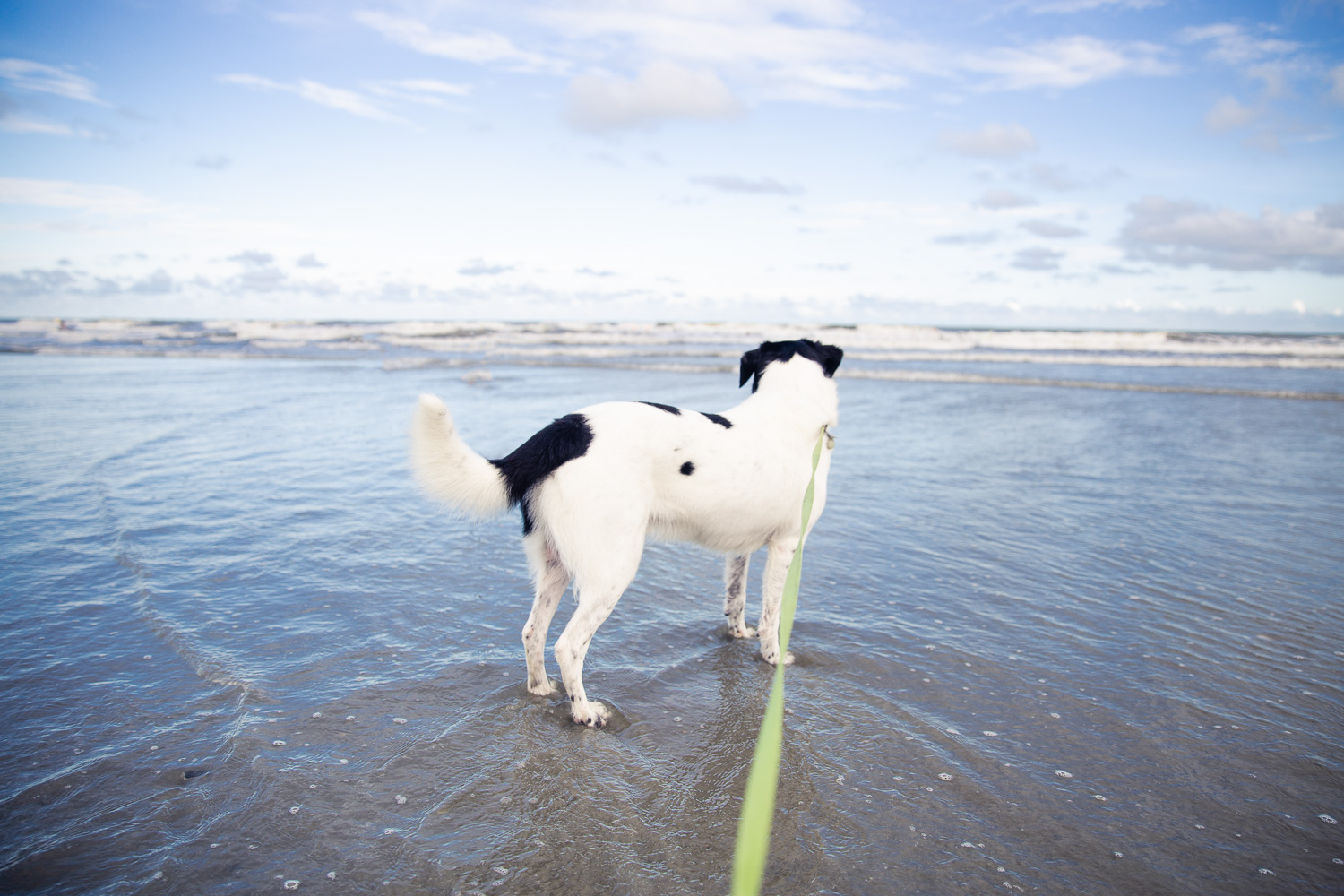 Black and white dog looking at the ocean