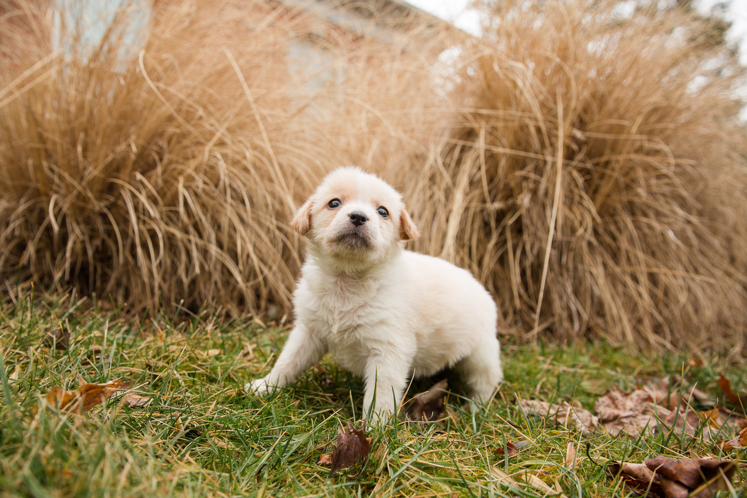 Fluffy white puppy