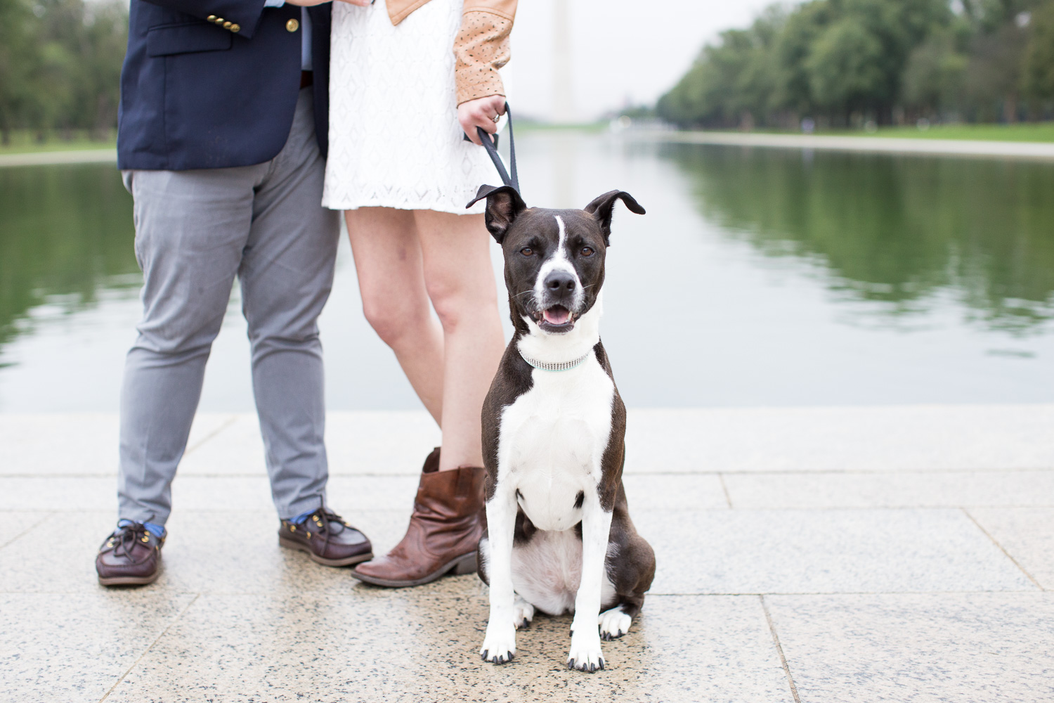 Rescue dog by the Reflecting Pool