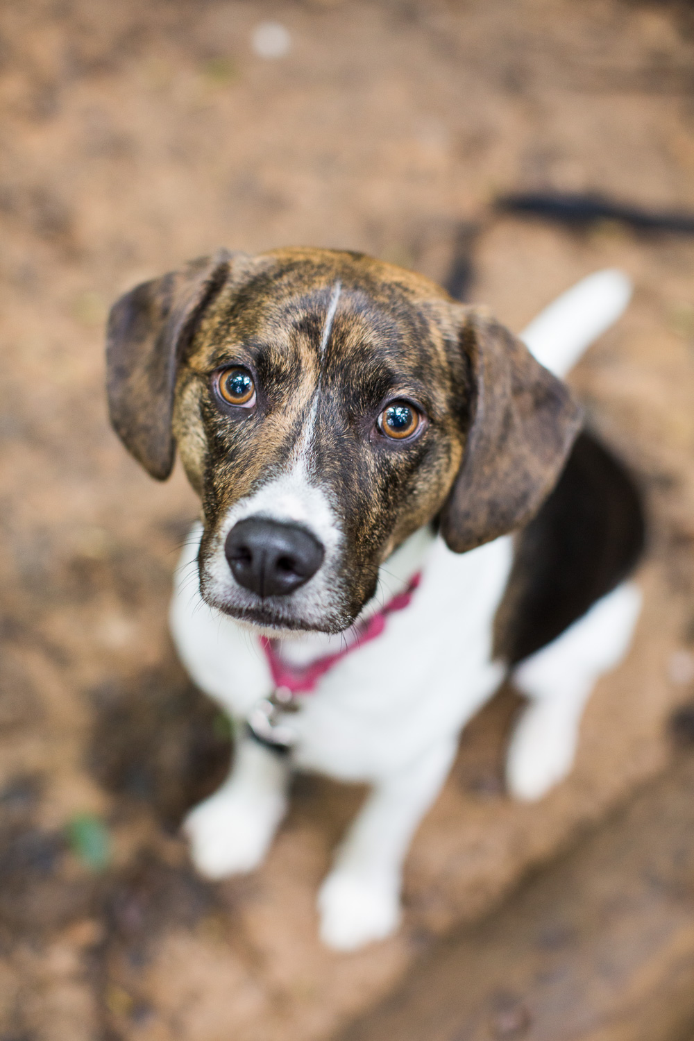 Sweet hound mix looking up at camera