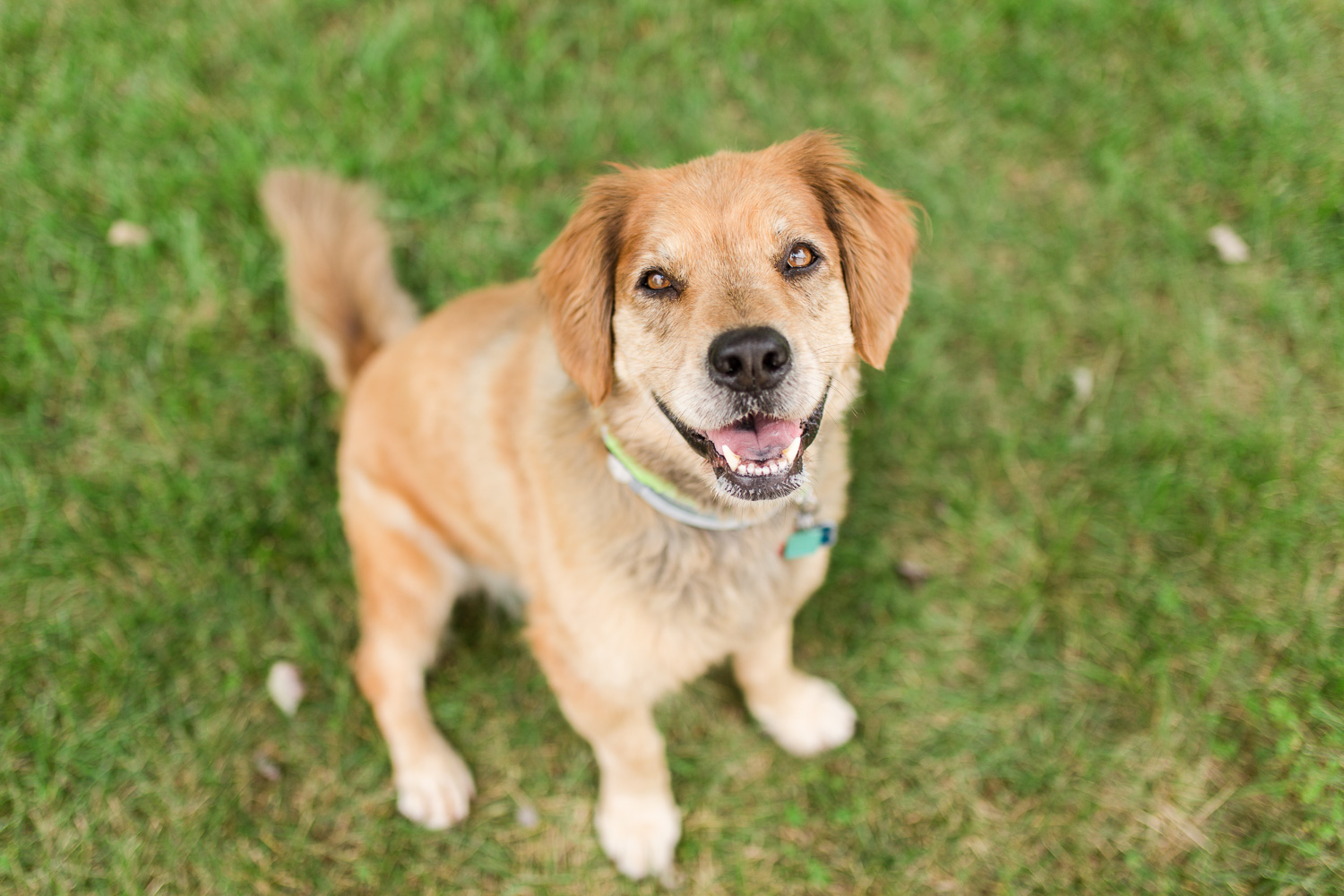 Happy golden retriever