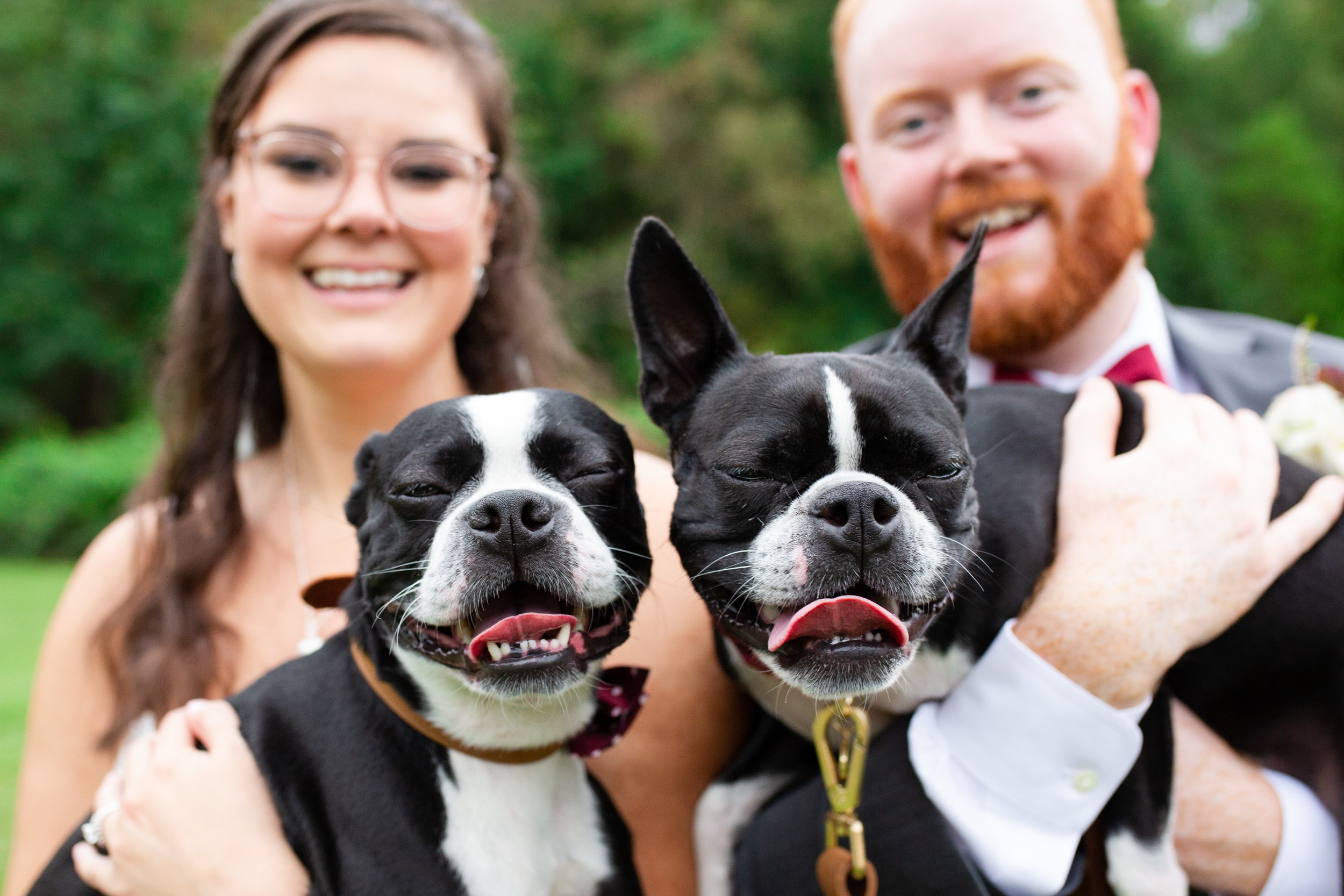 Wedding photo with Boston Terriers