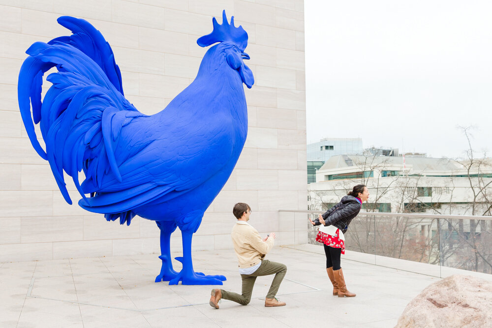 Giant rooster surprise proposal