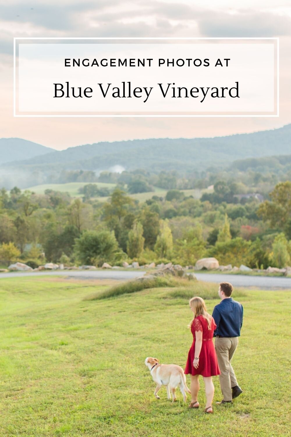 blue valley vineyard 2.jpg