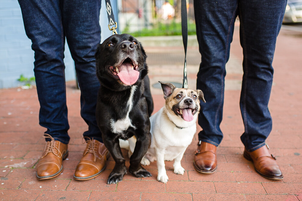 mount-pleasant-dc-engagement-photos-with-dogs-88.jpg