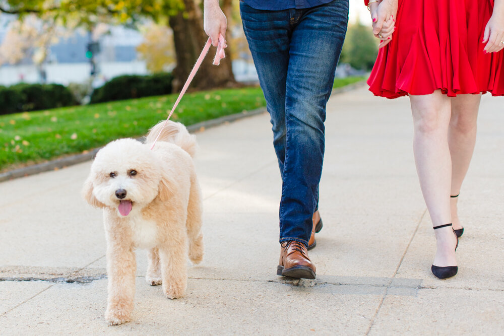 mini-goldendoodle-engagement-dc-4.jpg