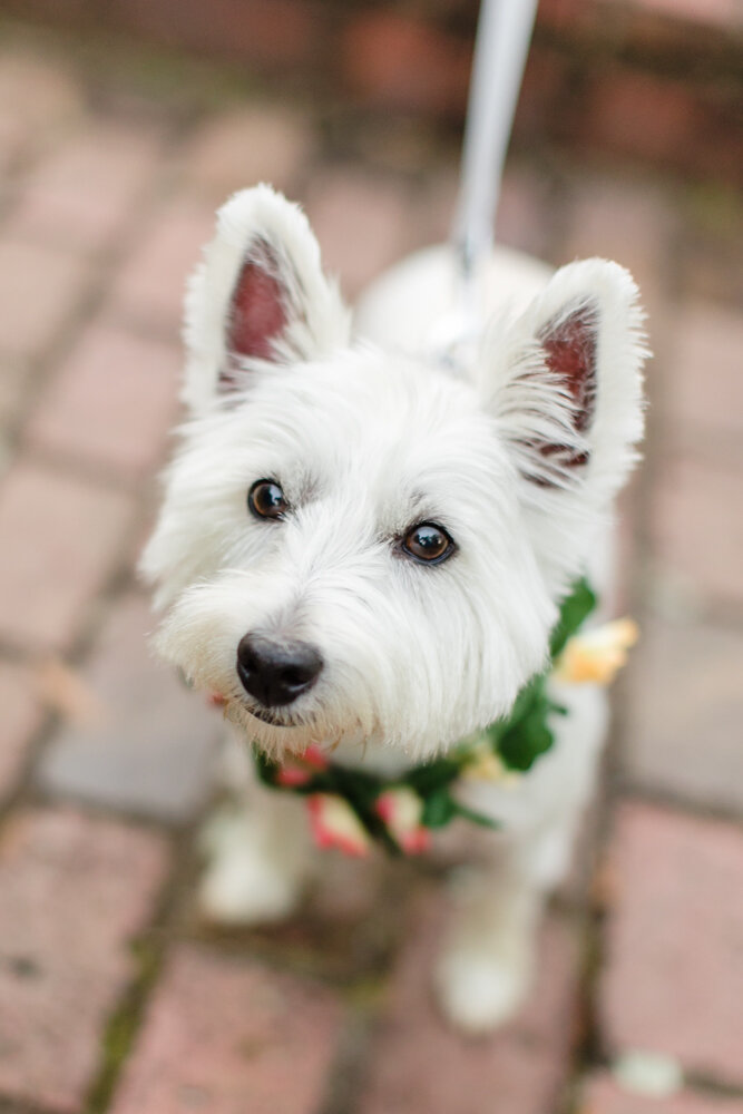 Cute Westie during engagement session with dogs