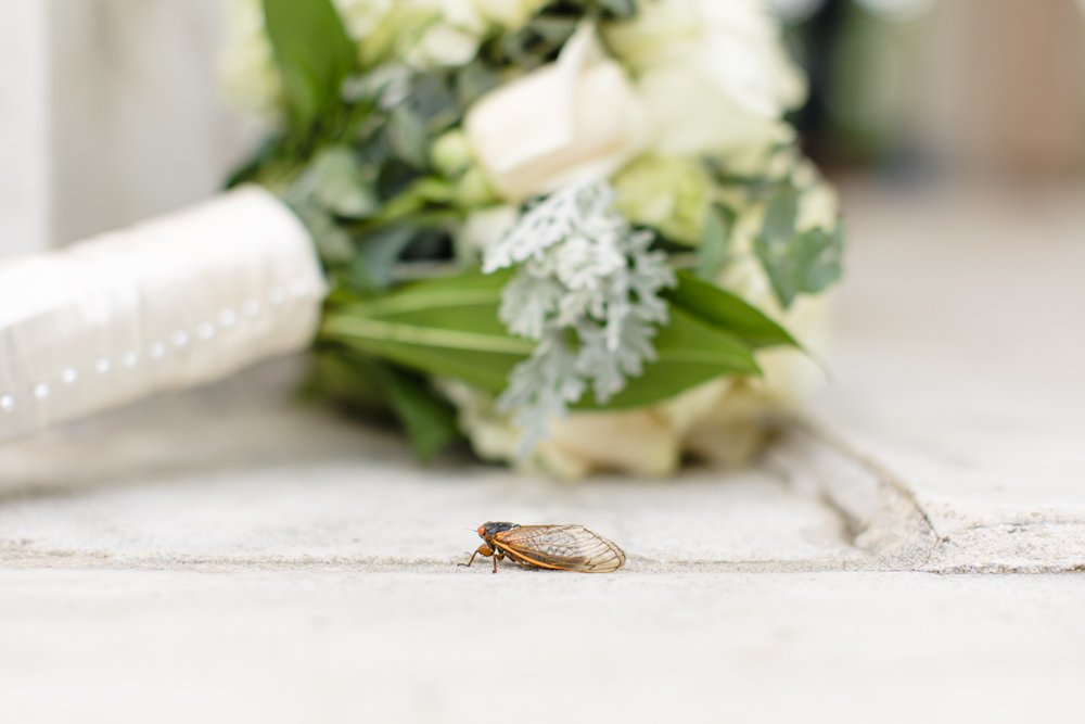 Cicada with wedding bouquet