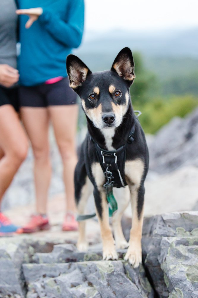 Hiking dog