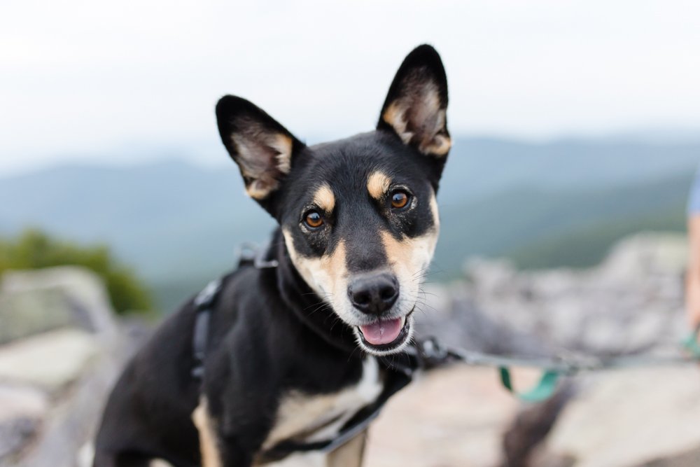 Smiling rescue dog