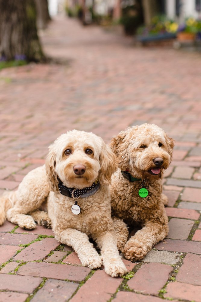 Two goldendoodles in Old Town Alexandria