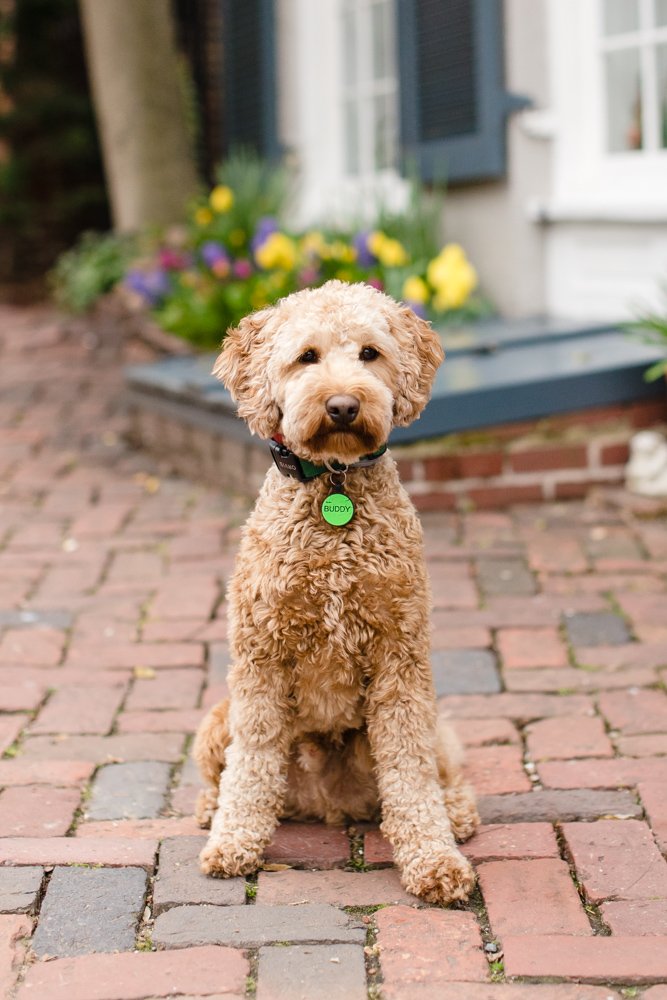 Cute goldendoodle in Old Town Alexandria