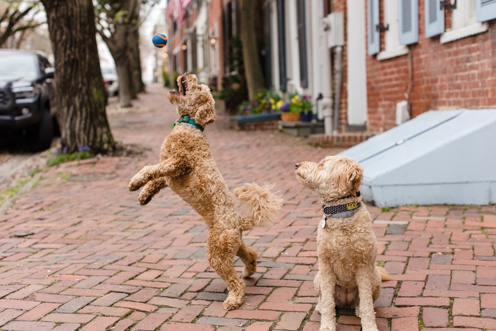 Dog catching a ball on Prince Street