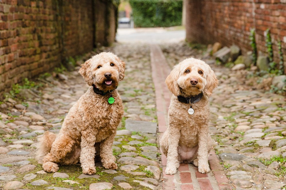 Alexandria VA dog photographer