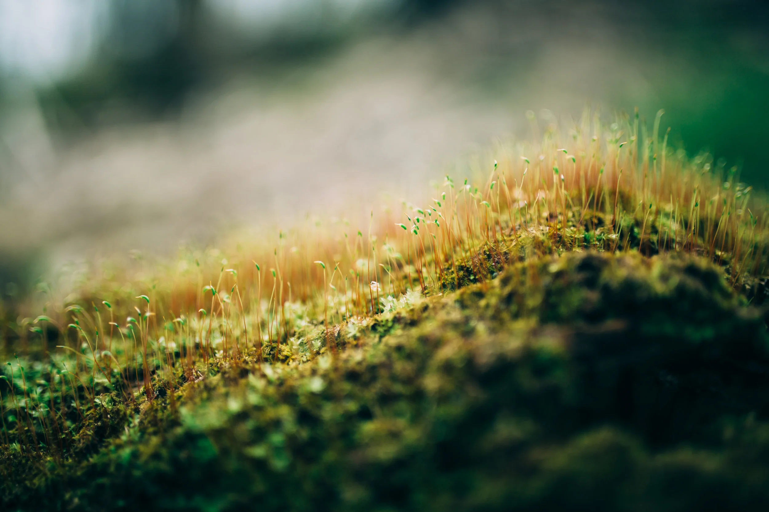 Moss.jpg