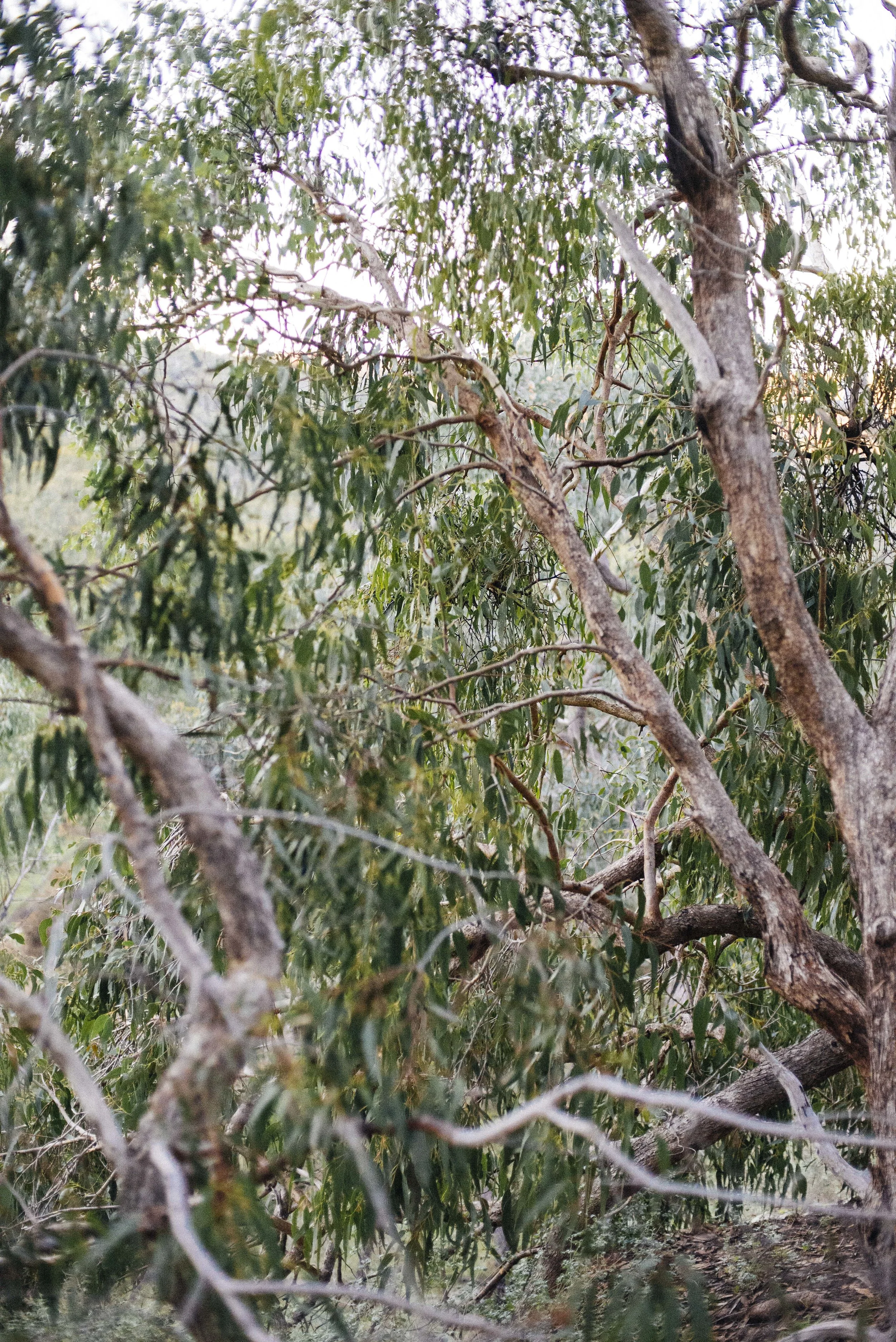 20170611-_DSC9345.jpg