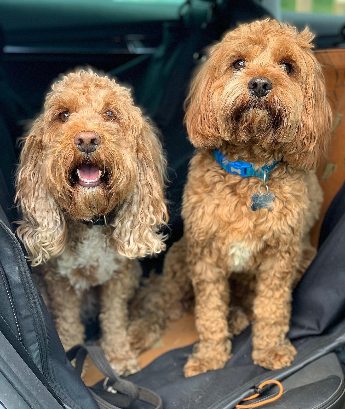 Thor&rsquo;s third wheeling days are over.. he&rsquo;s coupled up with Ella and is feeling pretty pleased with himself 🐶💕🐶 
-
#puppylove #couplegoals #younglove #puppers #doggos #cockapoo #cavapoo #cuties #dogsofinstagram #dog #dogwalker #love #do