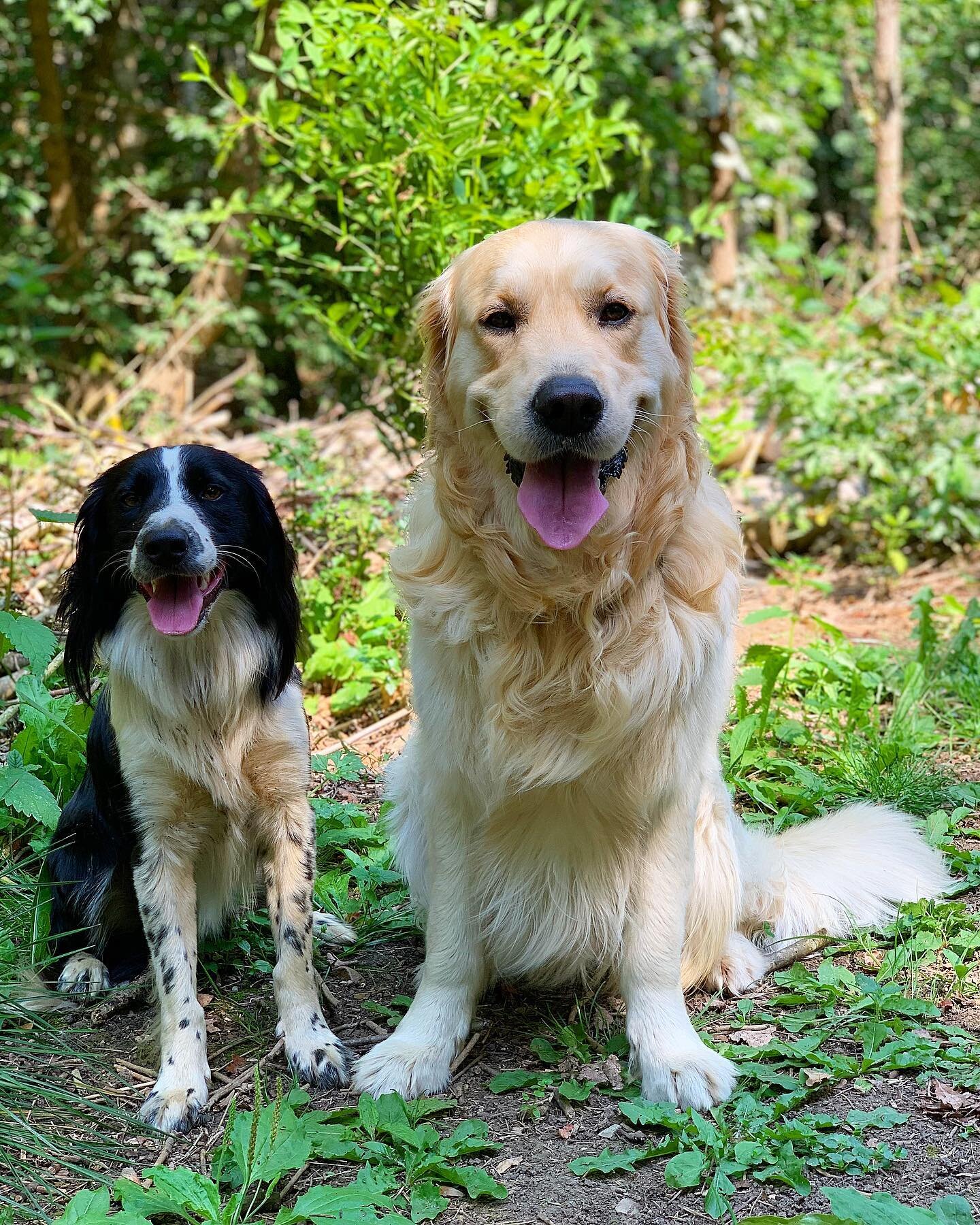 Lols a minute with these 2 😛😛
-
#doubletrouble #puppers #goobers #happy #doggos #puppylife #dogwalk #friends #pawls #dogsofinstagram #goldenretriever #collie #doglovers #dogwalker #dogphotography #oxford #oxforddogs #dog #oxford #oxfordbusiness #ox