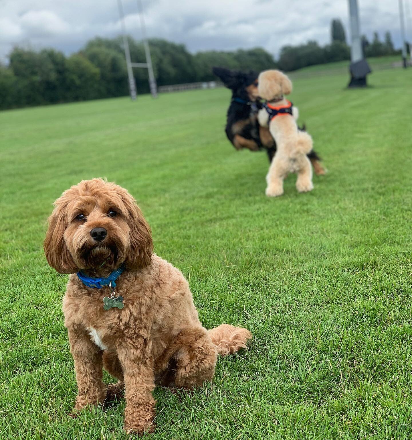 When you&rsquo;re always the third wheel😑🥰🐶
-
#miffed #pupper #puppy #cockapoo #doggo #dogofinstagram #doglife #dogwalk #doglovers #dog #dogoftheday #dogphotography #dogwalker #oxforddogs #oxford #oxfordbusiness #oxfordshire