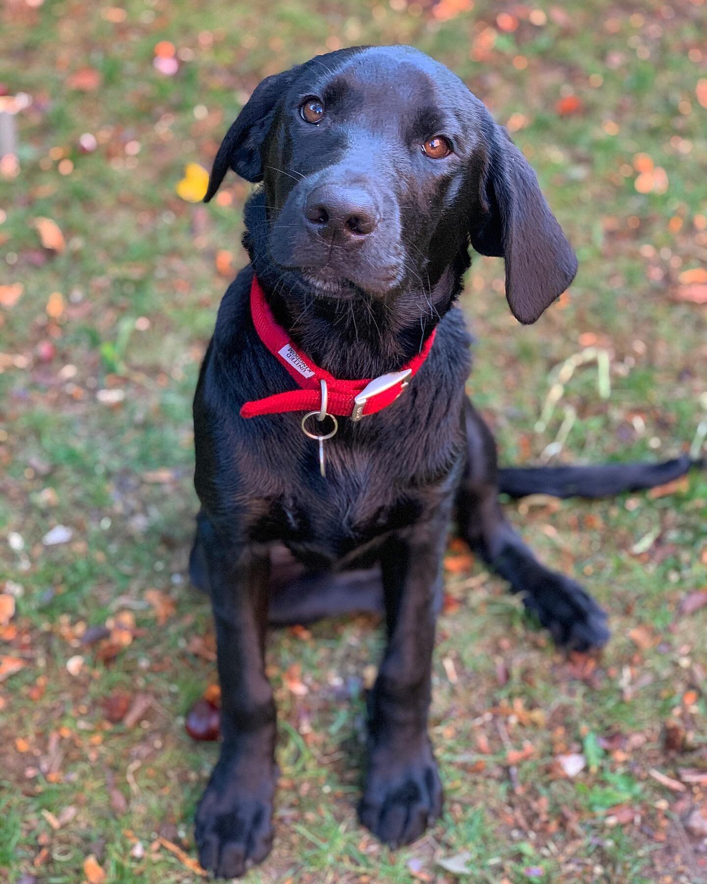 A big woof welcome to Charlie! 😍 Our youngest pupper of the pack, has already made loads of furiends and is slightly in love with Chester. Charlie&rsquo;s big paws and seal pup face will melt any humans heart so go follow him @charliethepuppyprinceo