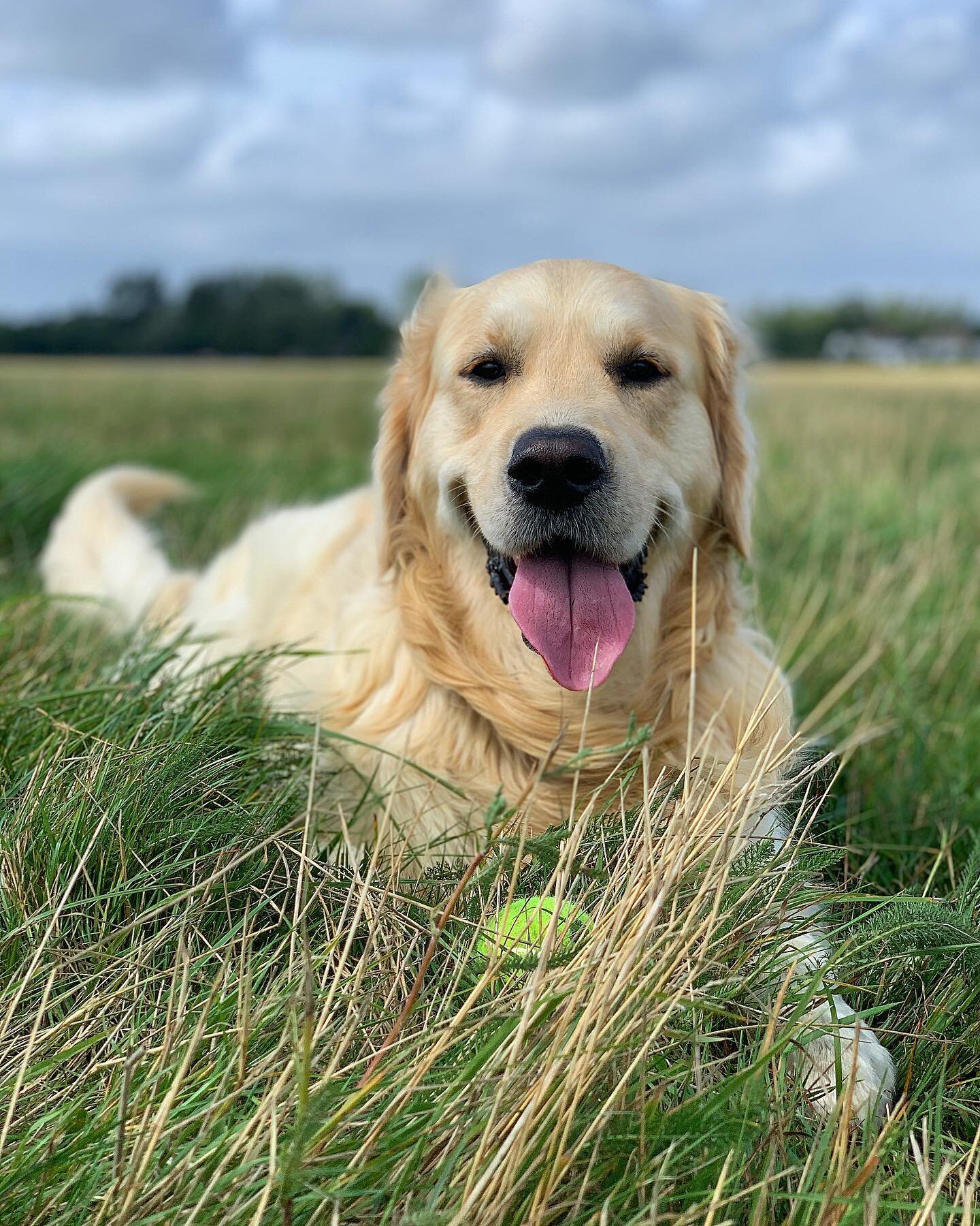 Happy international doggo day.. although really everyday we should be celebrating the woofs! 🥳🐶💕
-
#internationaldogday #woofs #love #dogsofinstagram #doggo #goldenretriver #dogslife #dogwalk #doglovers #dogphotography #dog #oxforddog #cutie #oxfo