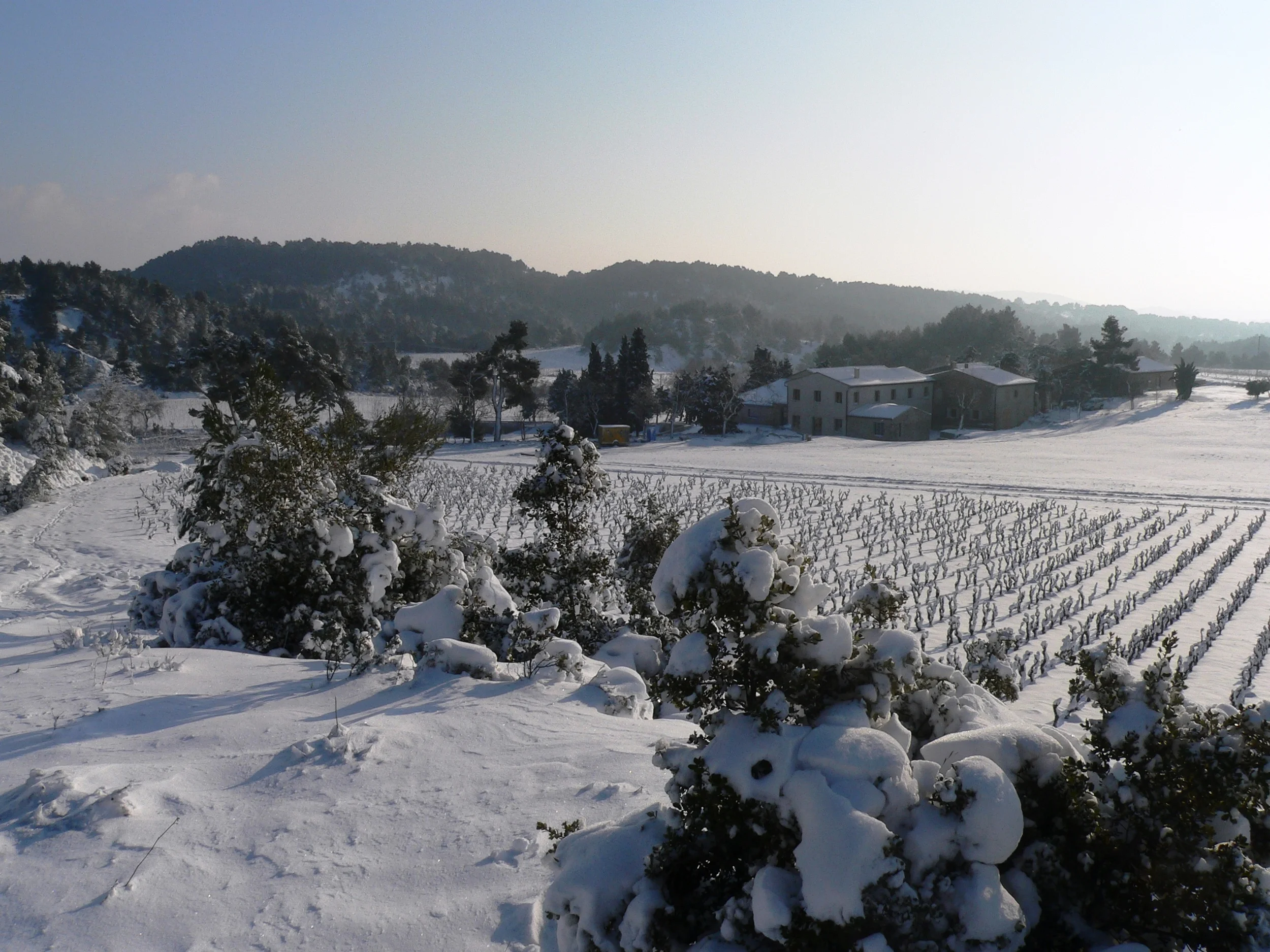 2010 Harvest Report