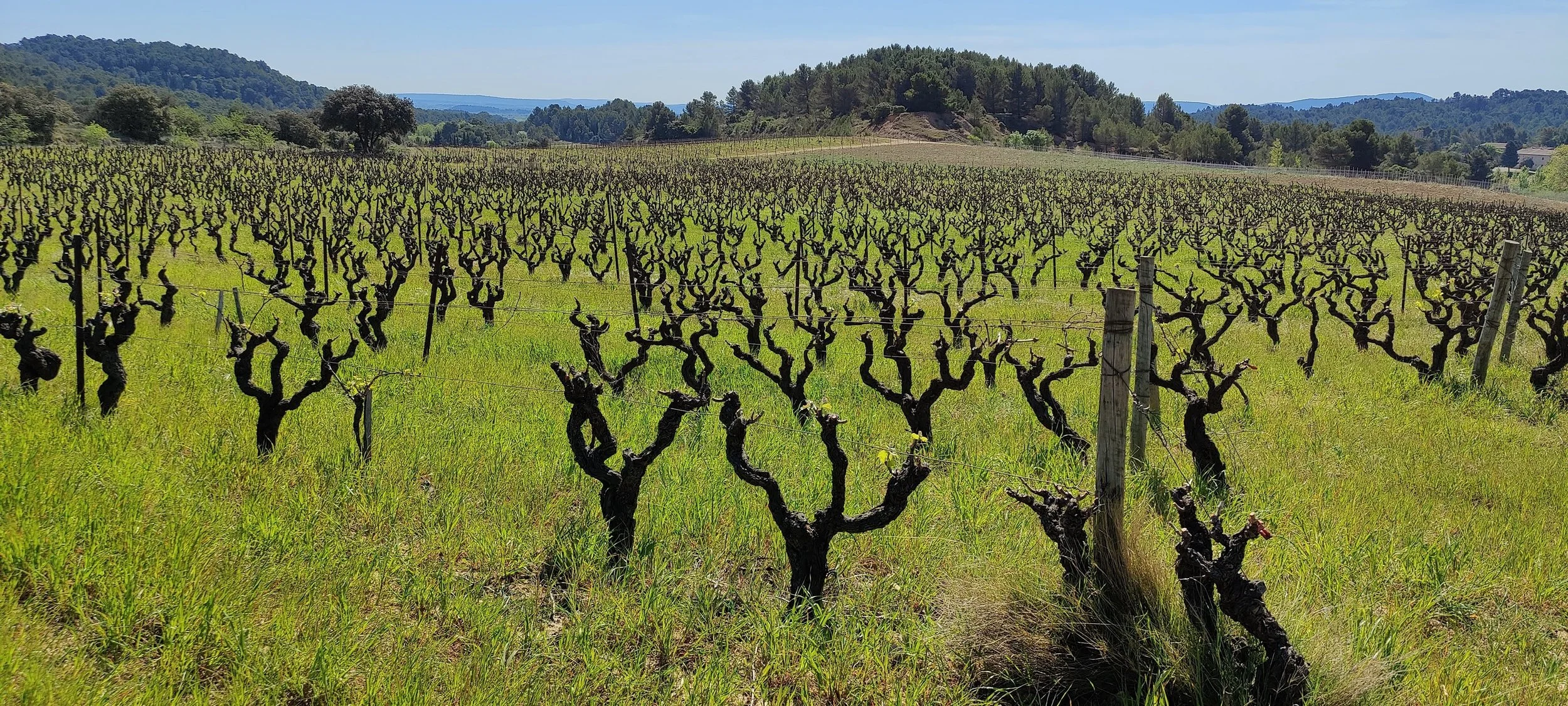 2021 Minervois Harvest Report