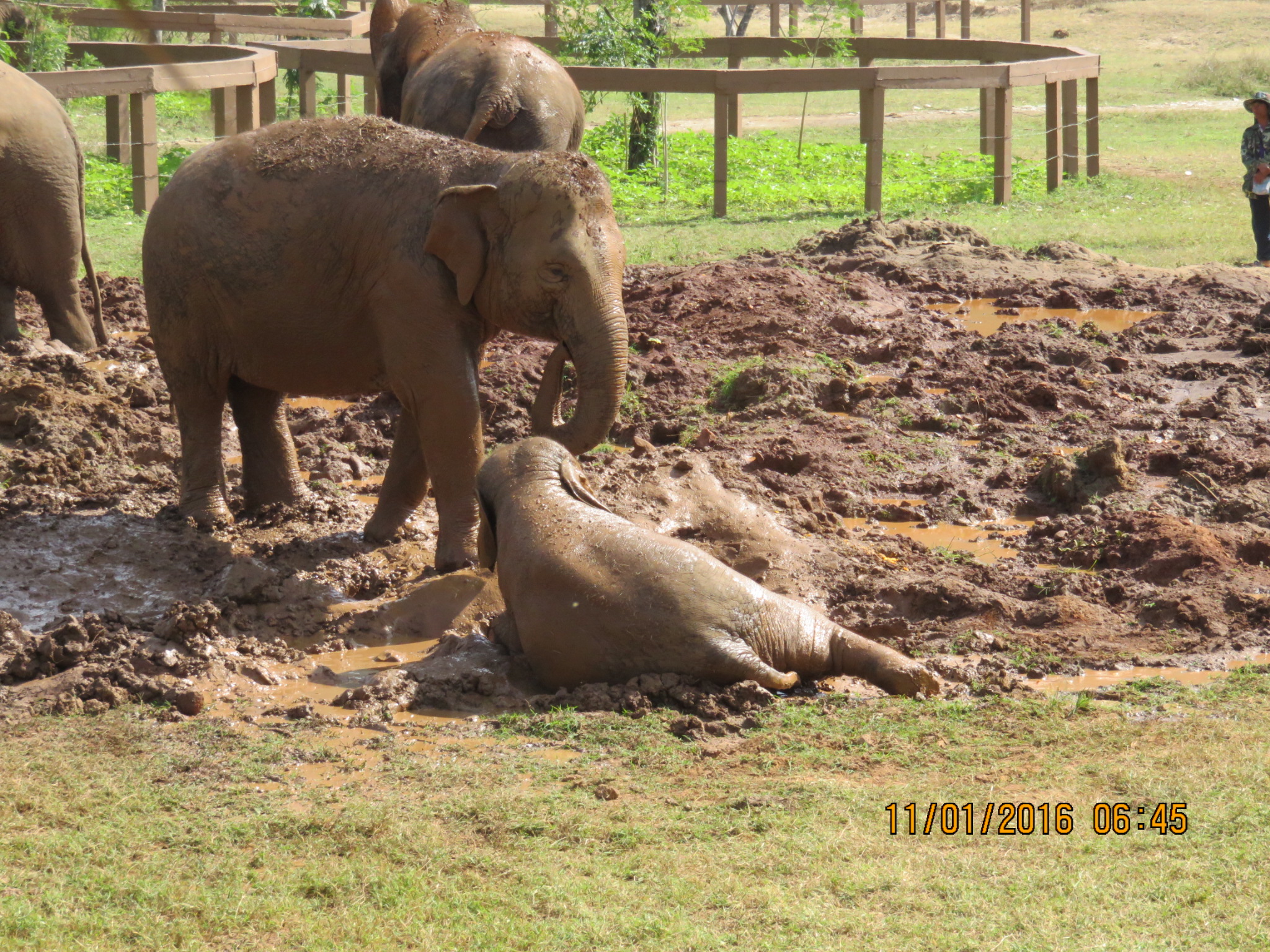 Elephants-1.jpg