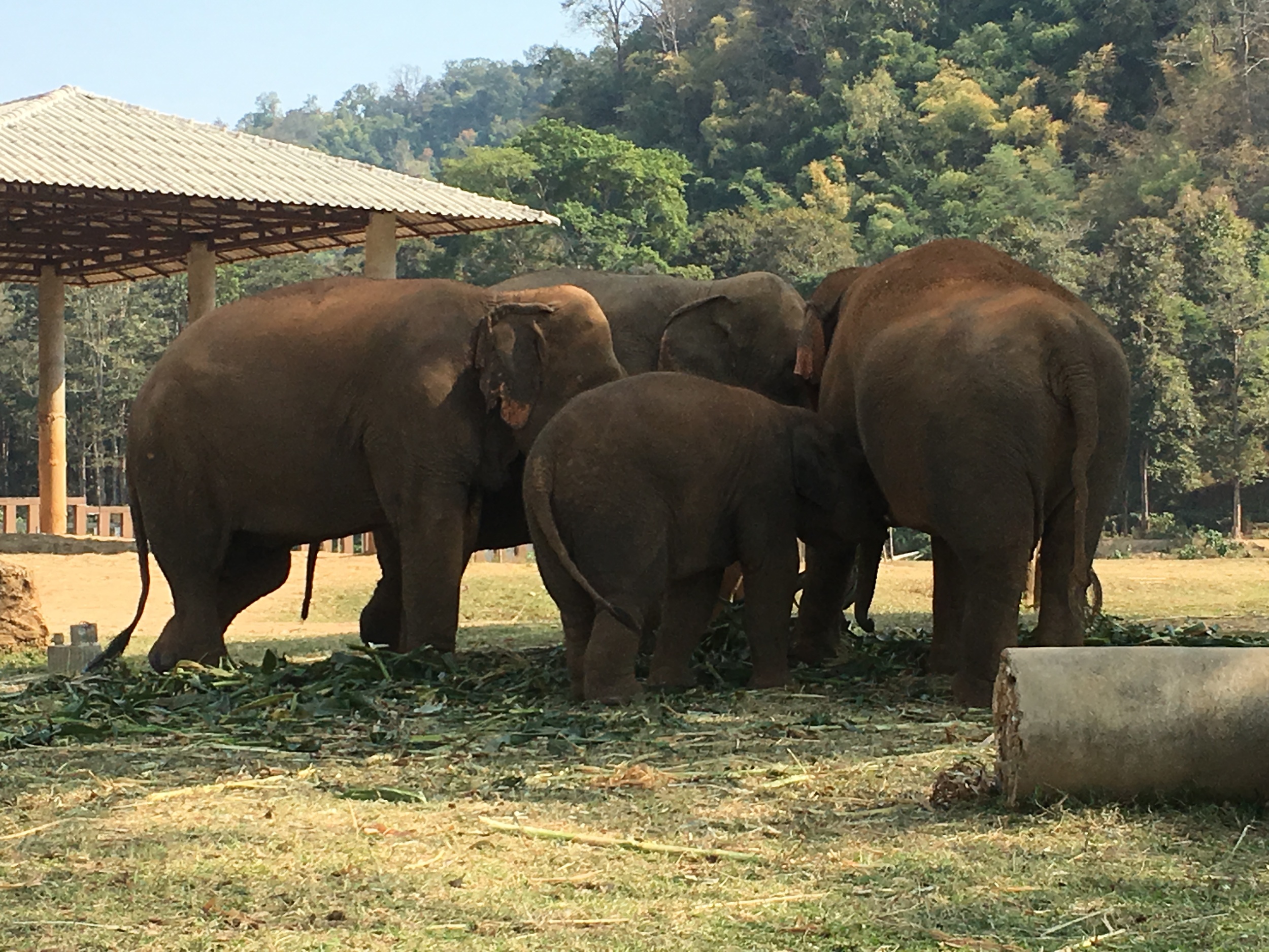 elephants-2.jpg
