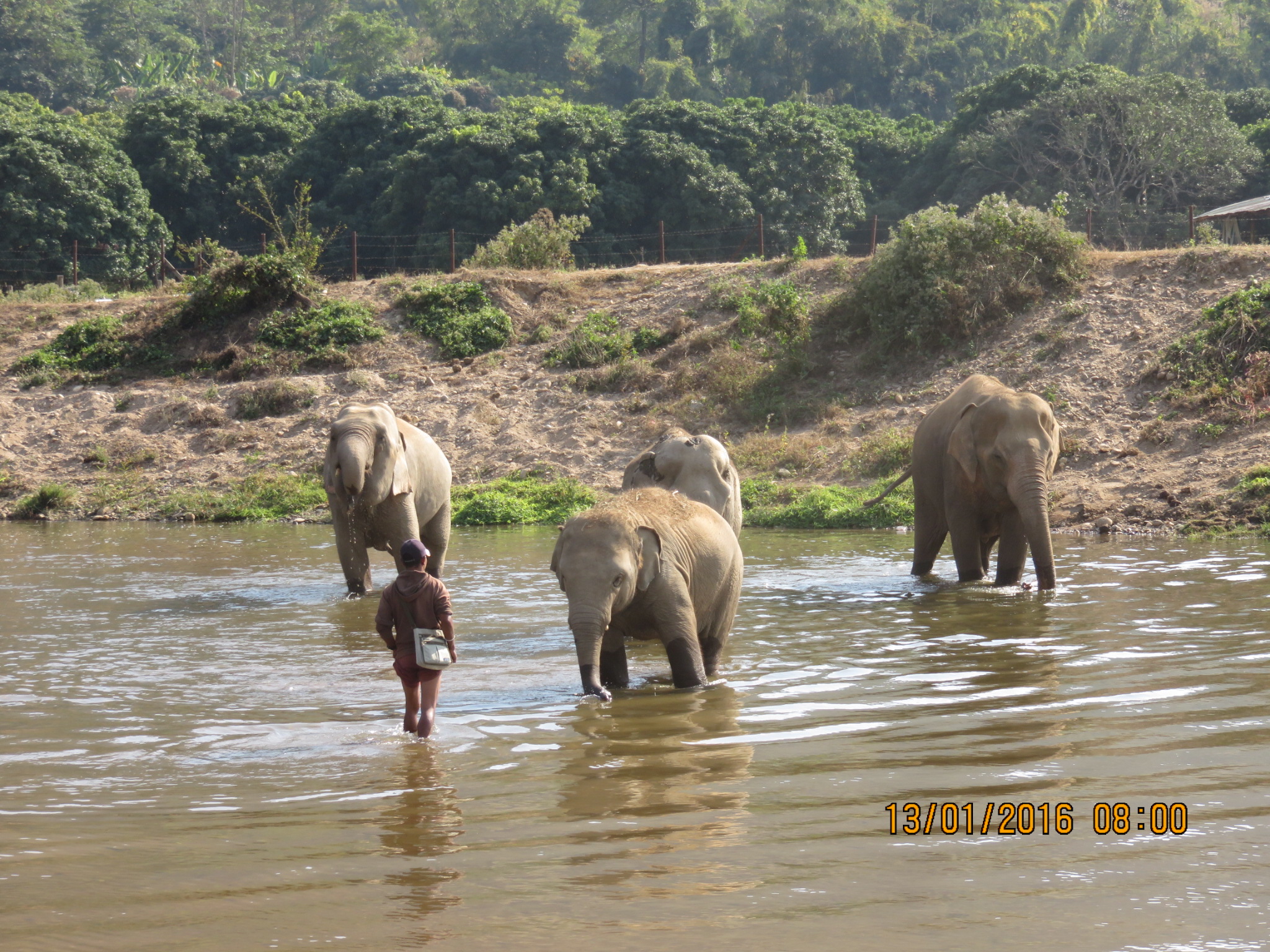 elephants-4.jpg