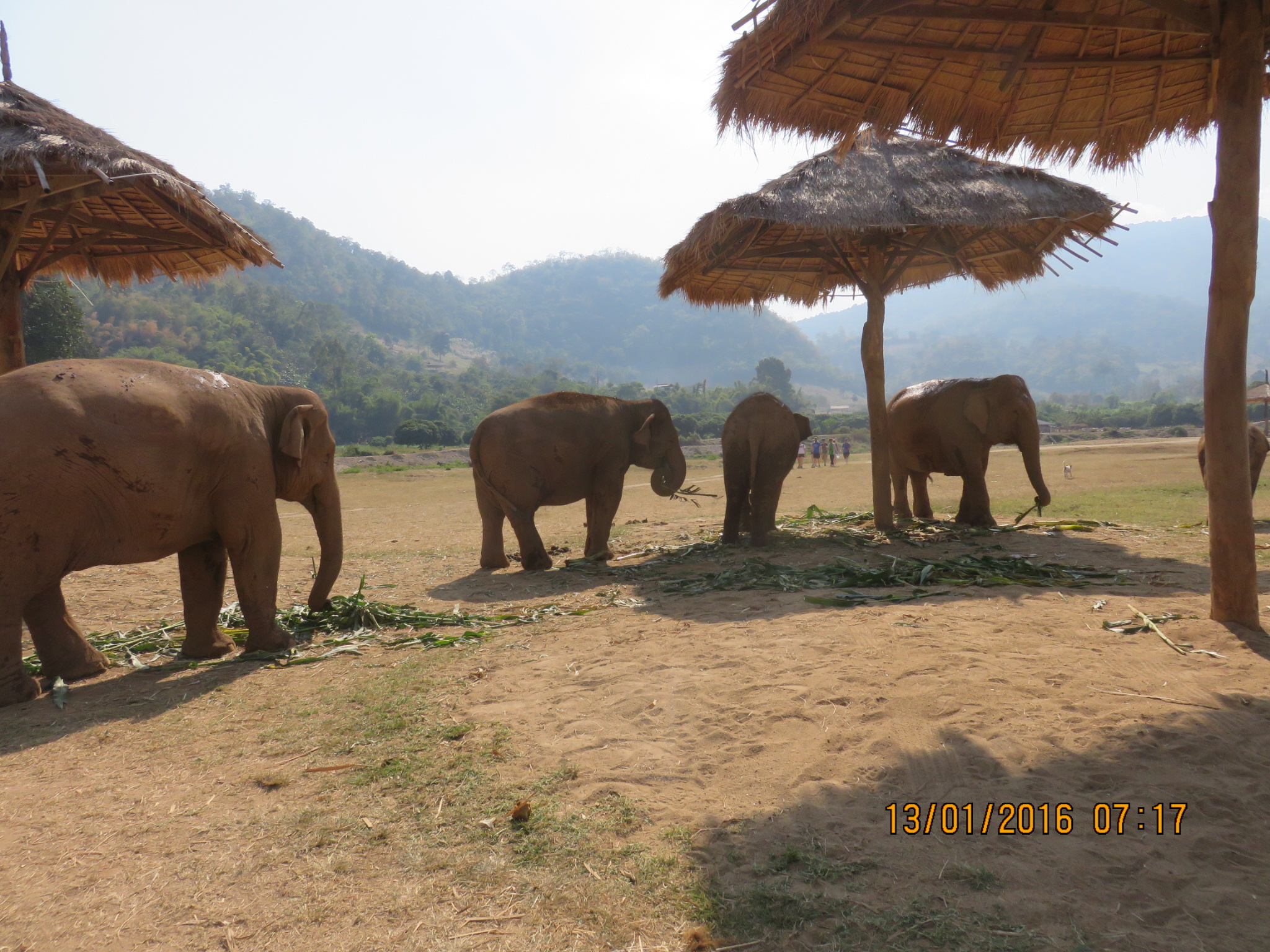 elephants-5.jpg