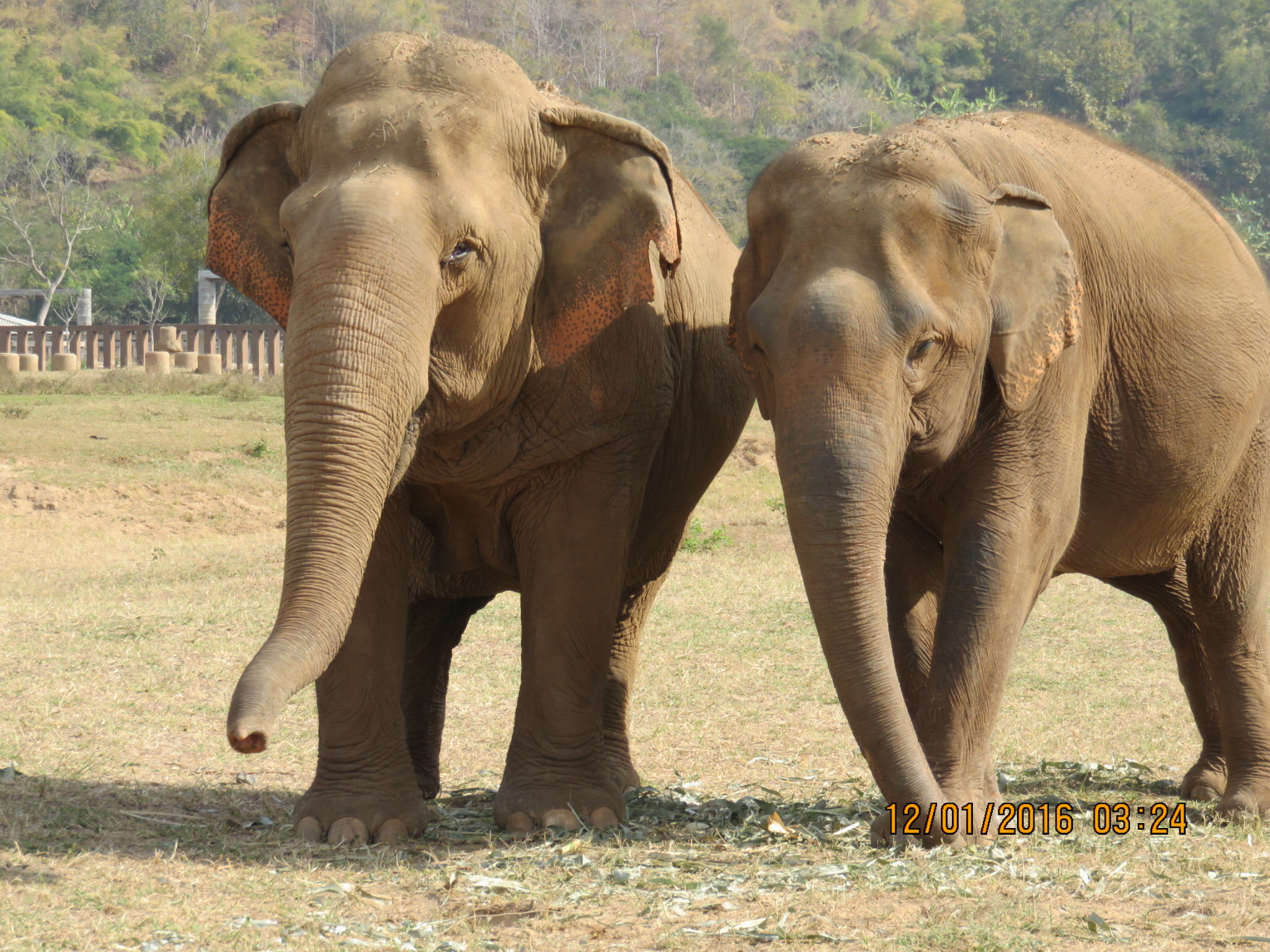 elephants-6.jpg