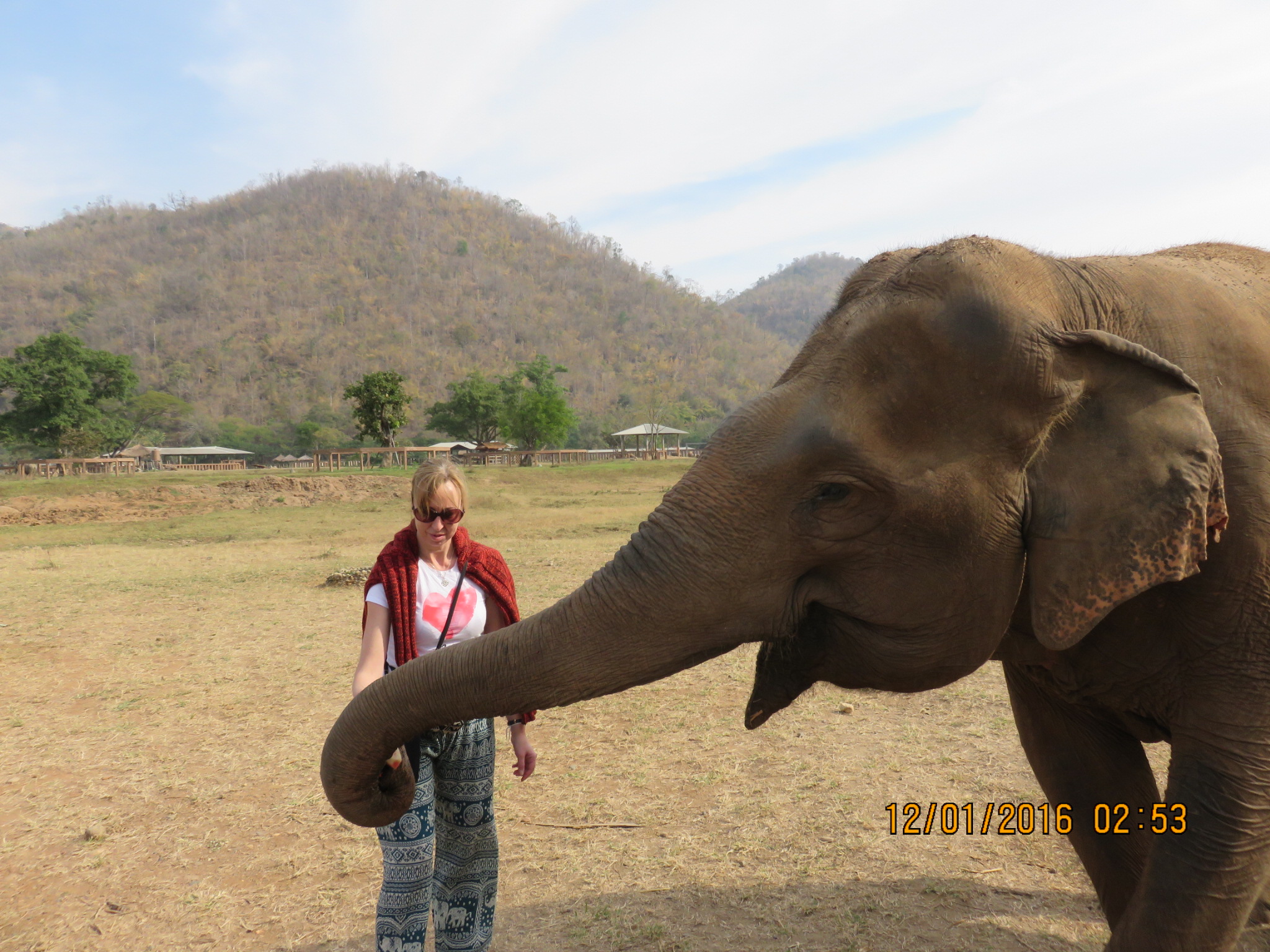 elephants-8.jpg